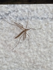 Tipula