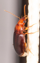 Trichotichnus vulpeculus