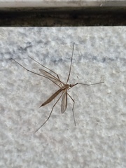 Tipula