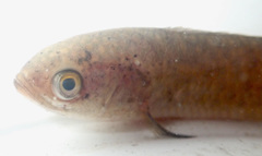 Ctenopoma multispine