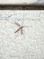 Tipula