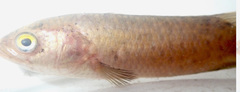 Ctenopoma multispine