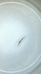 Symphyla