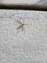 Tipula
