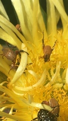 Lepithrix pseudolineata