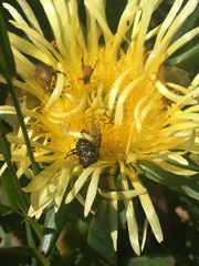 Lepithrix pseudolineata