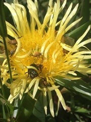 Lepithrix pseudolineata