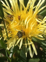 Lepithrix pseudolineata