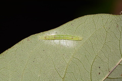 Hypsoropha hormos