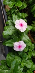 Catharanthus roseus