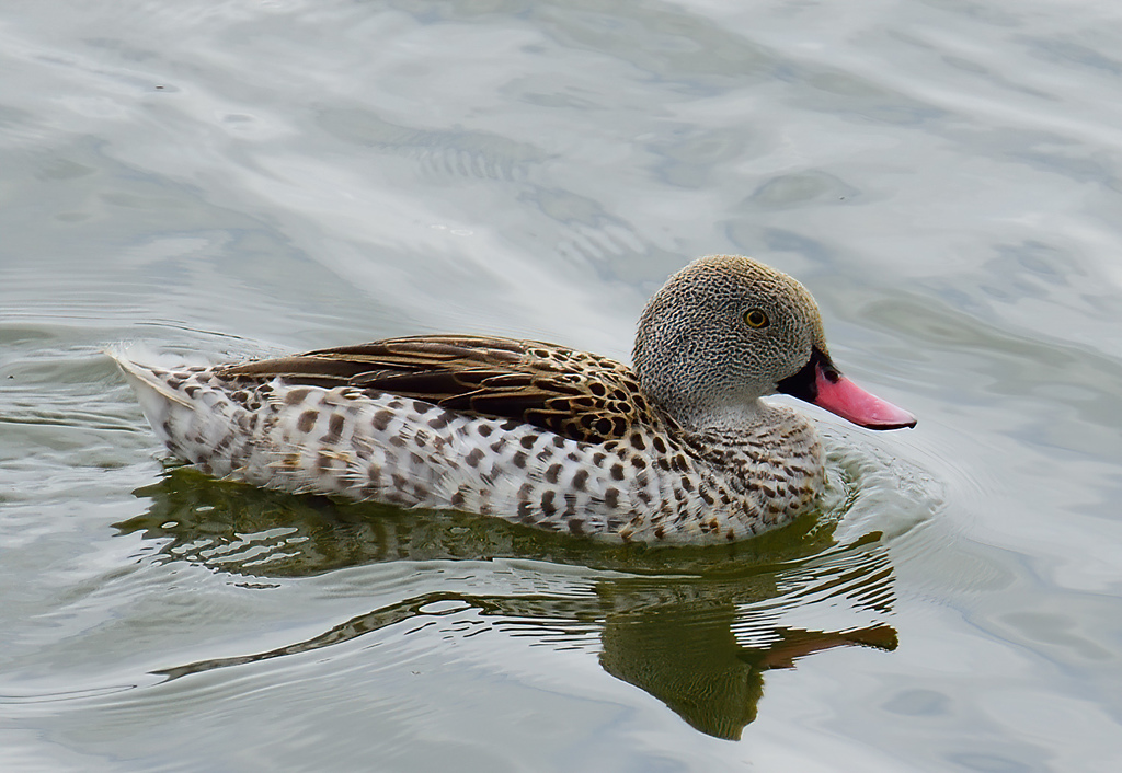 Cape Teal