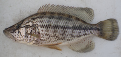 Serranochromis angusticeps