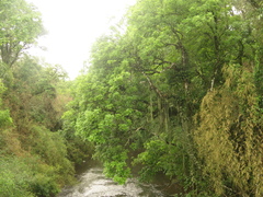 Matayba elaeagnoides