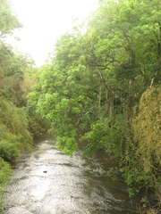 Matayba elaeagnoides