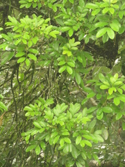 Matayba elaeagnoides