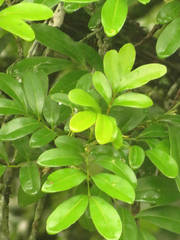 Matayba elaeagnoides