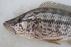 Serranochromis angusticeps