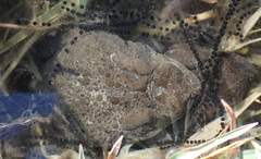 Sclerophrys gutturalis
