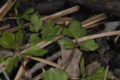 Ranunculus hispidus nitidus