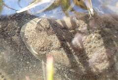 Sclerophrys gutturalis