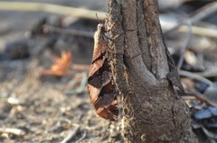 Lachlathetes moestus