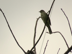 Elaenia sordida