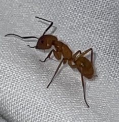 Camponotus hannani