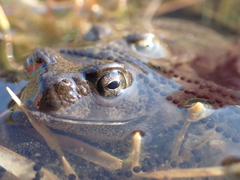 Sclerophrys gutturalis