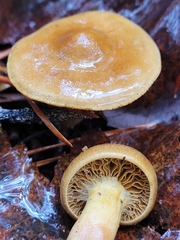 Cortinarius thiersii