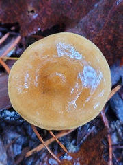 Cortinarius thiersii