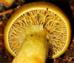 Cortinarius thiersii