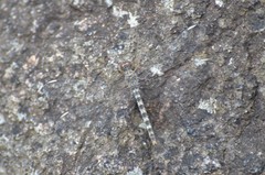 Crocothemis saxicolor