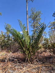 Zamia integrifolia