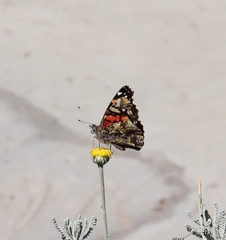 Vanessa annabella