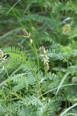 Astragalus falcatus