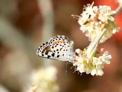 Euphilotes enoptes dammersi