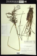 Fecundae