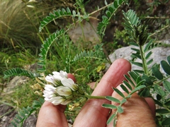 Astragalus garbancillo