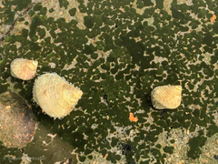 Tectarius striatus