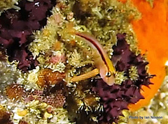 Parablennius laticlavius