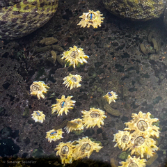 Chthamalus stellatus