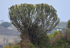 Euphorbia candelabrum