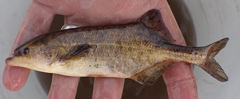 Marcusenius altisambesi