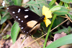 Papilio jacksoni