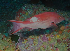 Bodianus unimaculatus