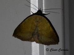 Isogona punctipennis