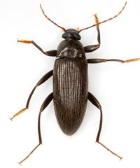 Lobopoda socia
