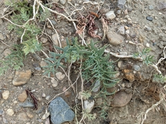 Comandra umbellata pallida