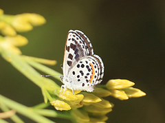 Euphilotes enoptes dammersi