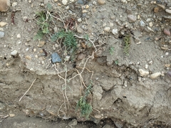 Comandra umbellata pallida